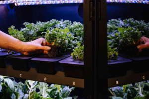 vegetable farm Ai vegetables farm